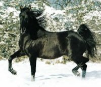 OUAIS!! JE SUIS UN CHEVAL ET JE FAIT MON BEAU!!!!